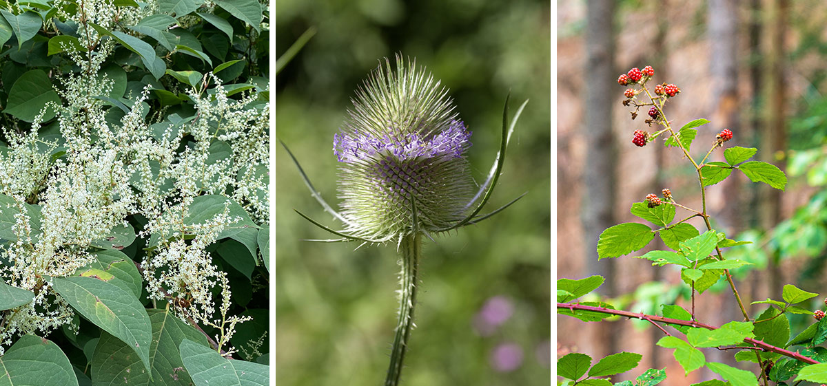 Schneckenhaus Grevenbroich